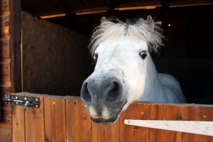 Morlogws-Horse-Stable