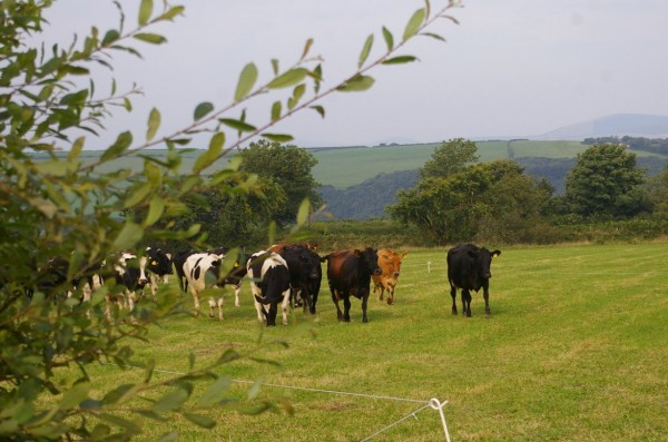 Morlogws_Cows