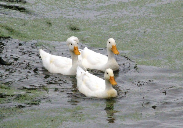 Morlogws_Ducks